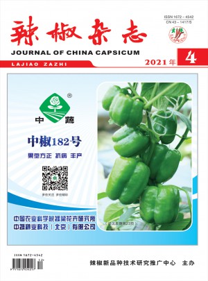 辣椒杂志 